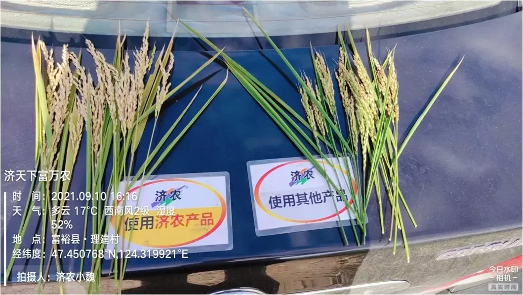 The Effect of Using Jinong Red Potassium Revitalization and Jinong Gold Boron on Rice in Qiqihar, Heilongjiang Province(图5)