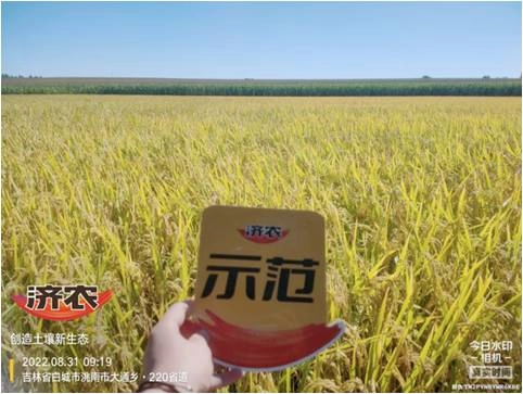 The Effect of Jilin Rice Using Jinong Red Potassium Revitalization and Jinong Tefei High Potassium(图1)