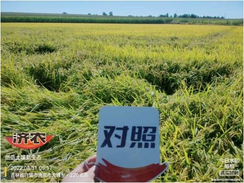 The Effect of Jilin Rice Using Jinong Red Potassium Revitalization and Jinong Tefei High Potassium(图2)