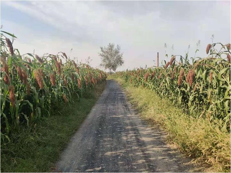 The effect of using Jinong red potassium to rejuvenate the new version of Mengcheng sorghum(图1)