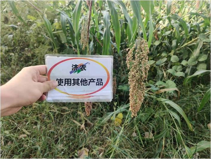 The effect of using Jinong red potassium to rejuvenate the new version of Mengcheng sorghum(图4)