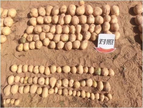 The effect of using Jinnong Letu for potatoes in northern Shaanxi(图3)