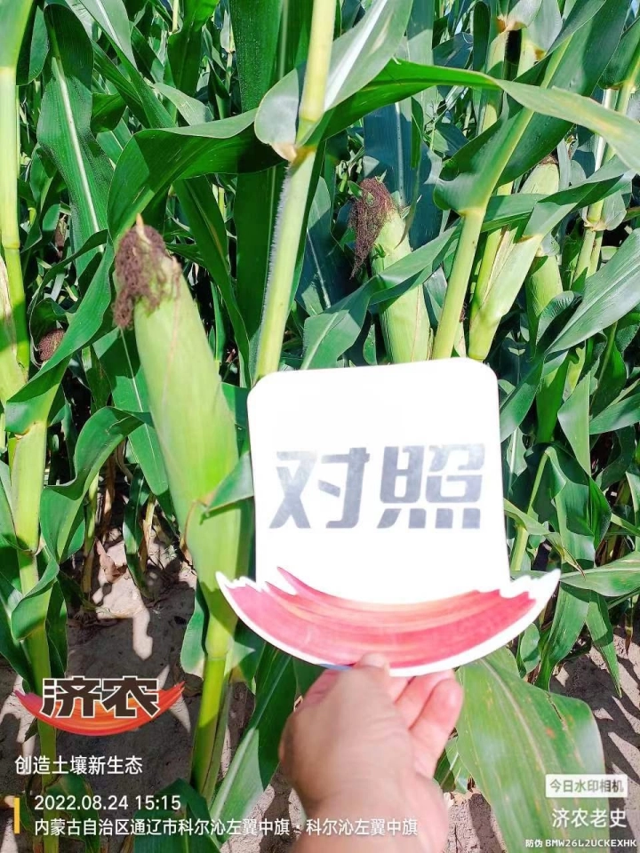 The Effect of Using Jinong Letu for Corn in Inner Mongolia 1(图6)