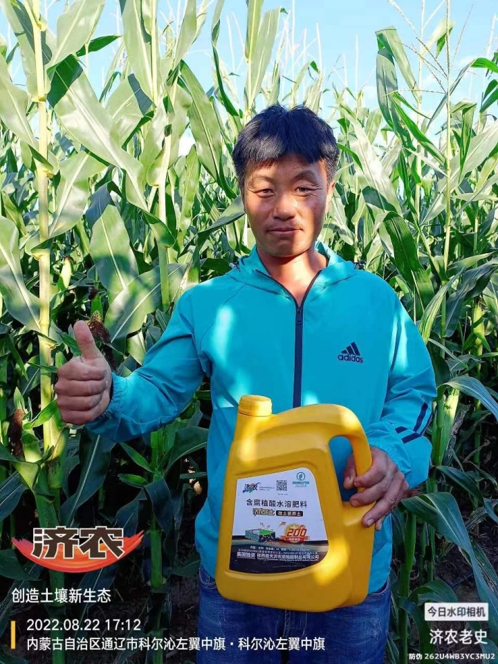 The Effect of Using Jinong Letu for Corn in Inner Mongolia 2(图1)