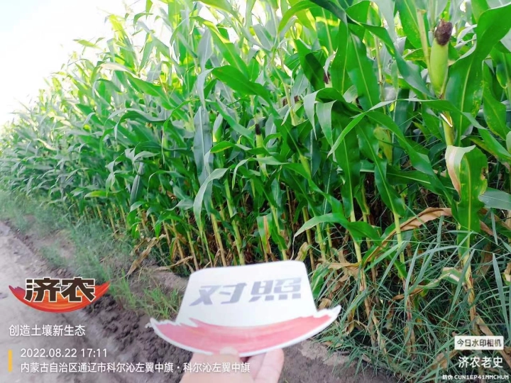 The Effect of Using Jinong Letu for Corn in Inner Mongolia 2(图3)