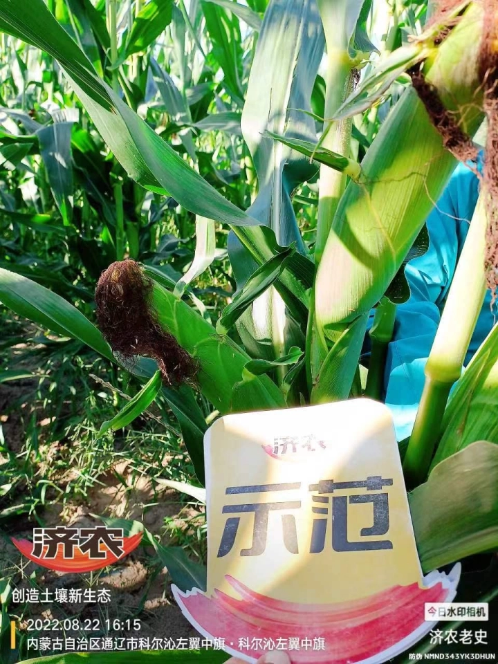 The Effect of Using Jinong Letu for Corn in Inner Mongolia 2(图5)