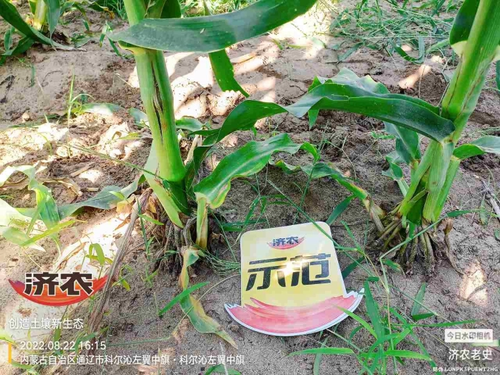 The Effect of Using Jinong Letu for Corn in Inner Mongolia 2(图7)