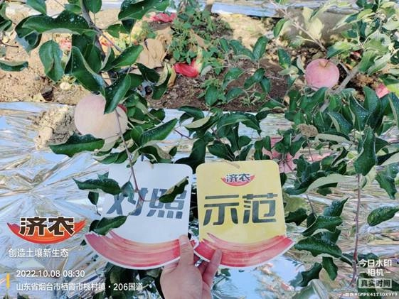 The Effect of Using Jinong Letu Irrigation for Yantai Apples 1(图1)