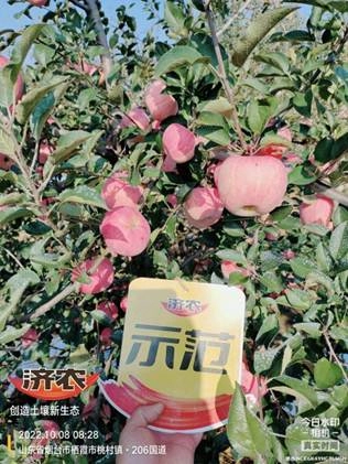 The Effect of Using Jinong Letu Irrigation for Yantai Apples 1(图2)