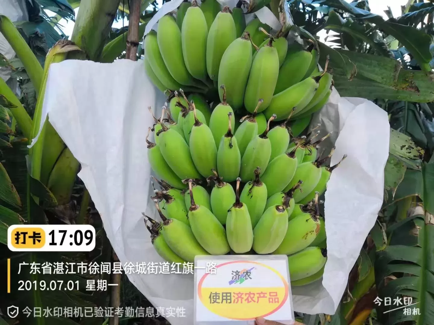 The effect of using Jinong Letu in Guangdong bananas(图1)