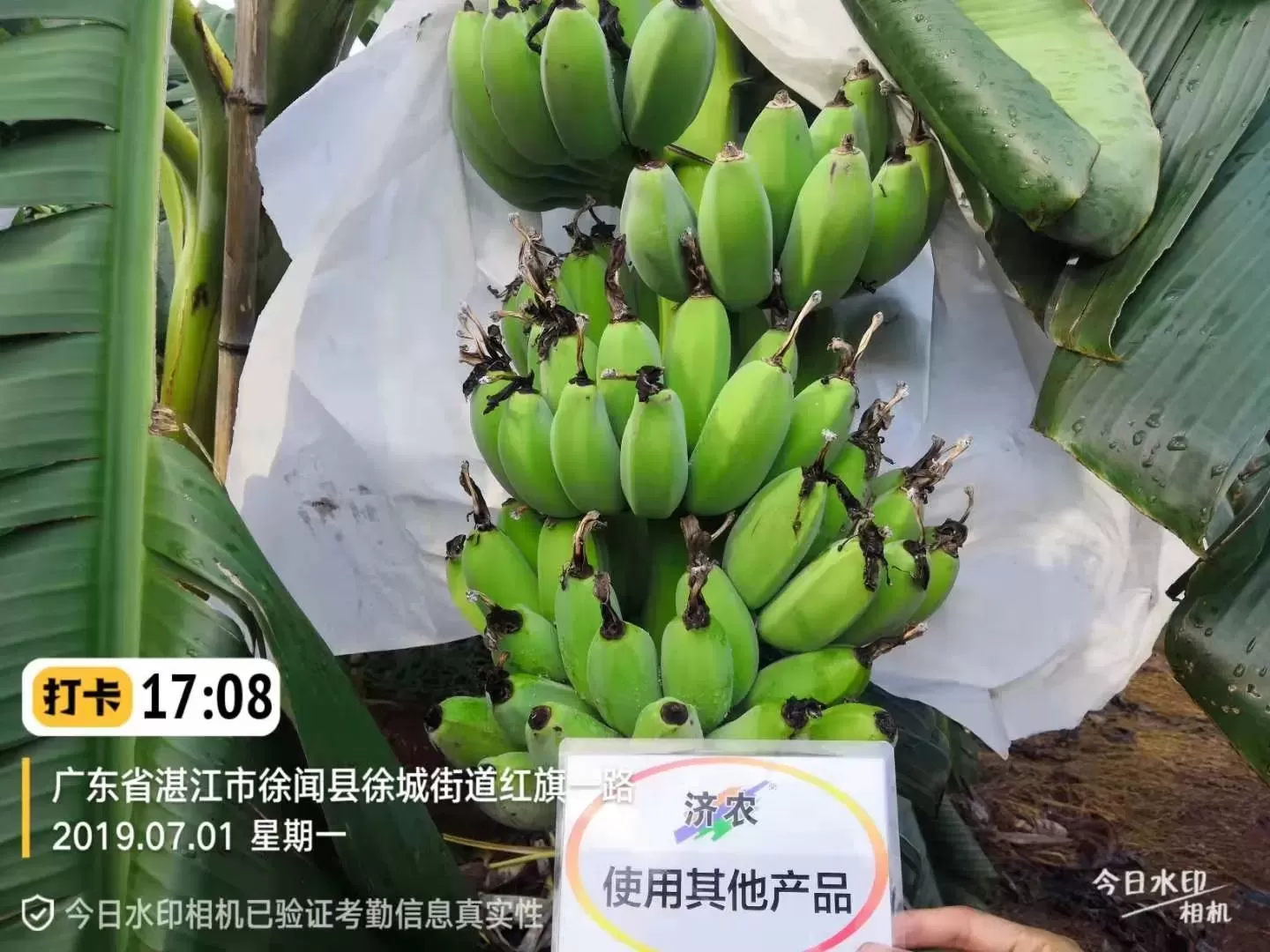 The effect of using Jinong Letu in Guangdong bananas(图2)