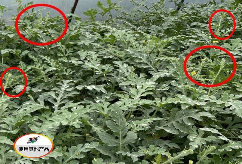 The Jumping Vine Effect of Zhejiang Watermelon after Using Jinong Letu(图6)