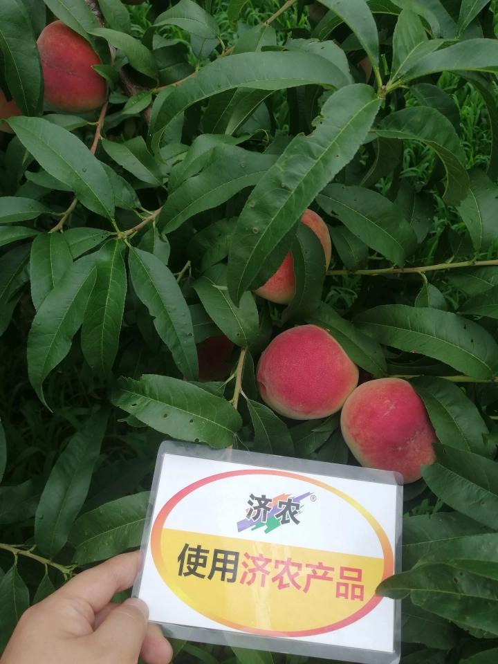 The effect of using Jinong red potassium to rejuvenate the new version of Liaoning peaches(图3)