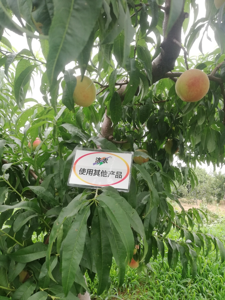 The effect of using Jinong red potassium to rejuvenate the new version of Liaoning peaches(图4)