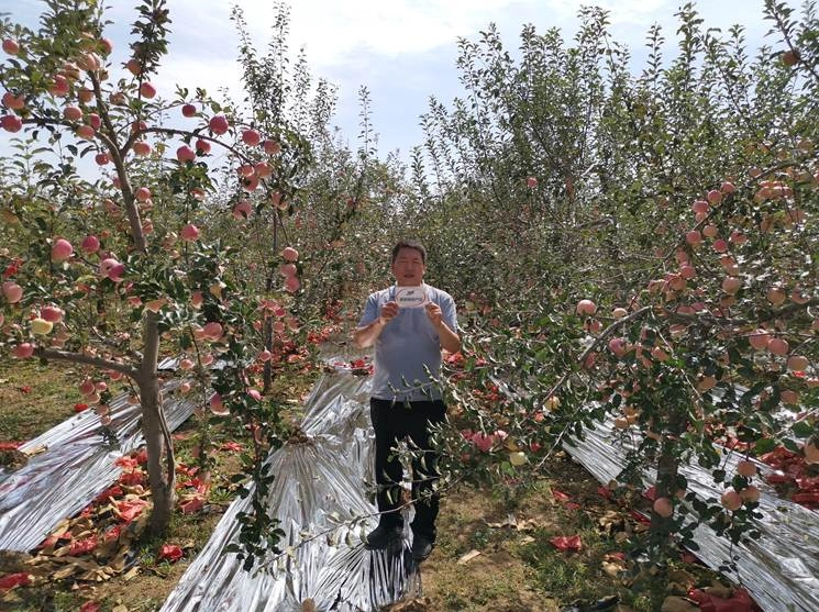 The Effect of Using Jinong Letu+Jinong Black Cyclone High Nitrogen Type for Shaanxi Apples(图2)