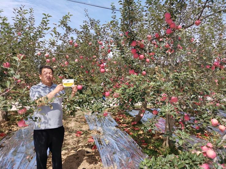 The Effect of Using Jinong Letu+Jinong Black Cyclone High Nitrogen Type for Shaanxi Apples(图1)