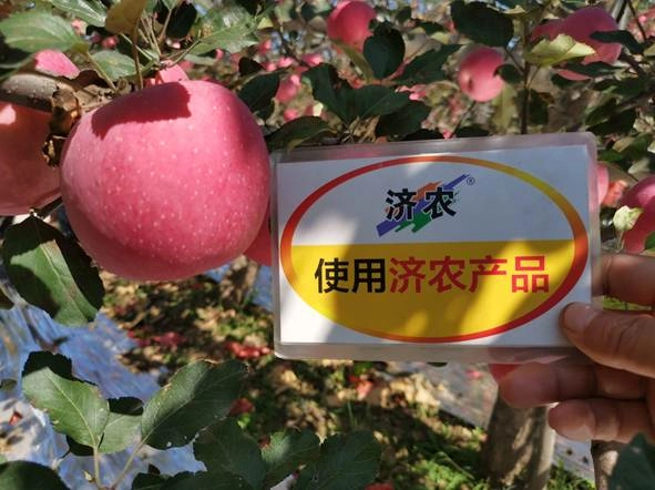 The Effect of Using Jinong Letu+Jinong Black Cyclone High Nitrogen Type for Shaanxi Apples(图5)