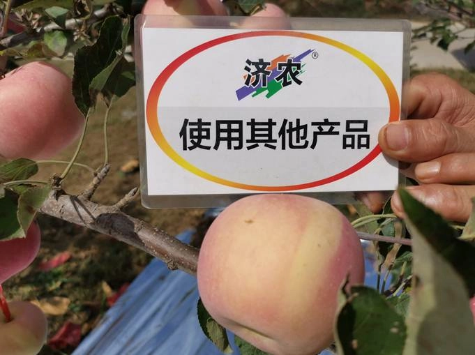 The Effect of Using Jinong Letu+Jinong Black Cyclone High Nitrogen Type for Shaanxi Apples(图6)