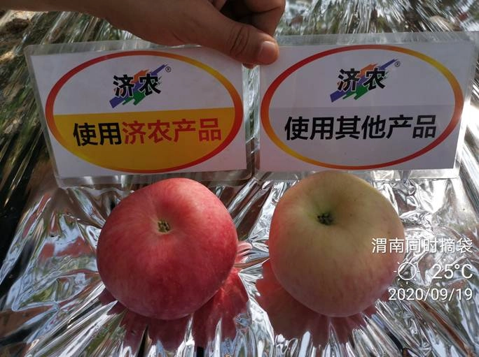 The Effect of Using Jinong Letu+Jinong Black Cyclone High Nitrogen Type for Shaanxi Apples(图7)