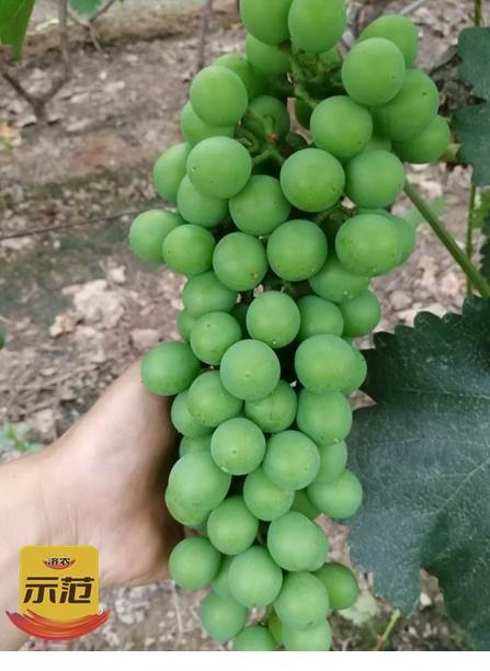 The Effect of Grape Use in Huxian County to Promote Agriculture and Recreation(图1)