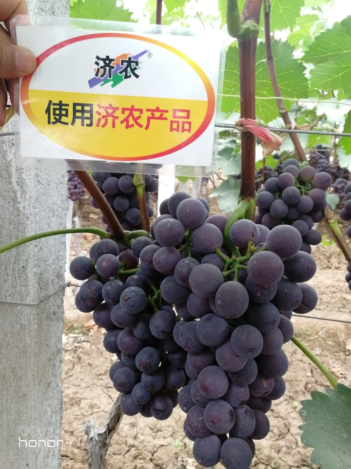 The Effect of Grape Use in Huxian County to Promote Agriculture and Recreation(图8)