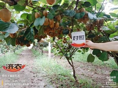 The effect of using Jinong Letu on kiwifruit in Meixian County 2(图2)