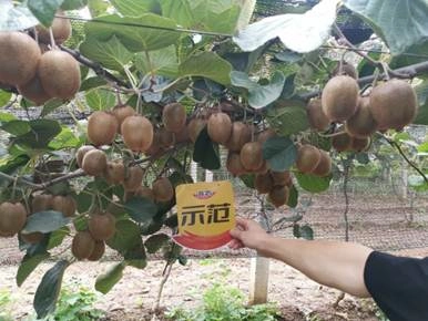 The effect of using Jinong Letu on kiwifruit in Meixian County 2(图3)