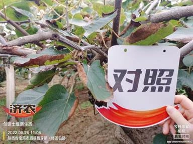 The effect of using Jinong Letu on kiwifruit in Meixian County 2(图6)