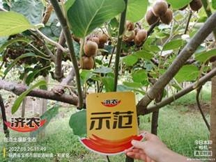 Effect of using Jinong Letu in Meixian kiwifruit 3(图5)