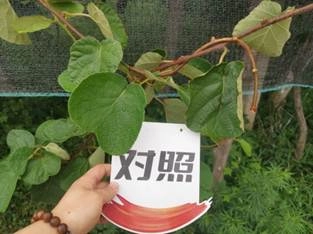 Effect of using Jinong Letu in Meixian kiwifruit 3(图4)