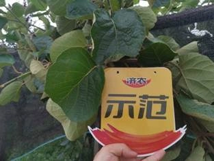 Effect of using Jinong Letu in Meixian kiwifruit 3(图3)