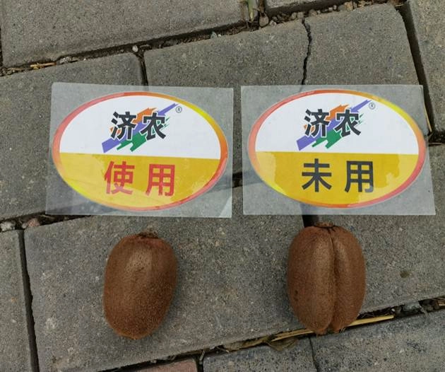 The Effect of Using Jinong Letu for Kiwifruit in Meixian County(图2)