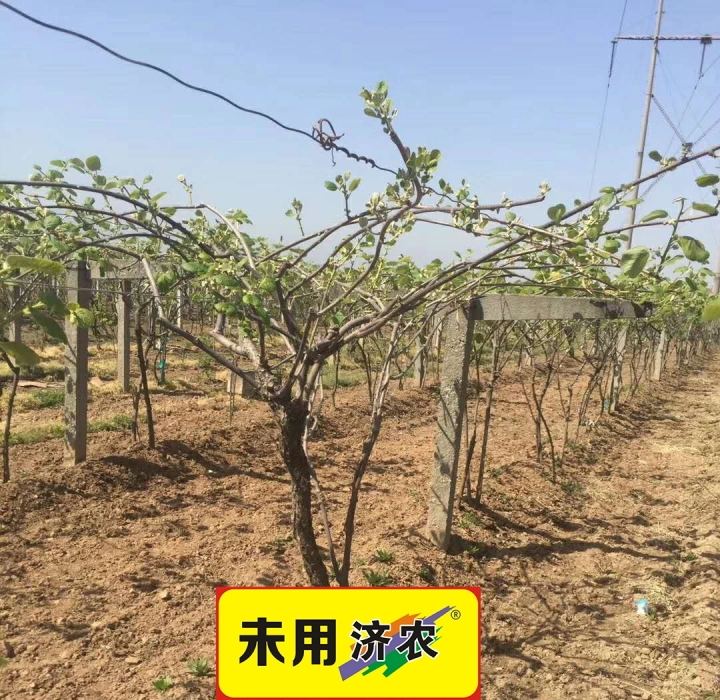 The effect of using Jinong Letu and Jinong Root Qiaoqiao to resist freezing in kiwifruit from Zhouzhi(图3)