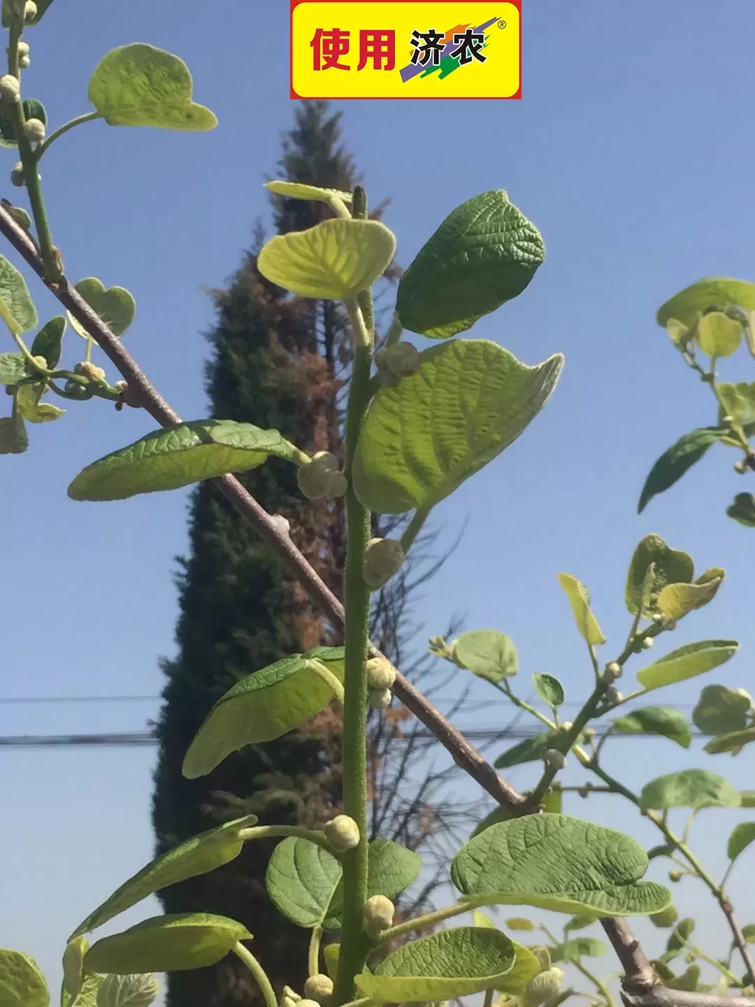 The effect of using Jinong Letu and Jinong Root Qiaoqiao to resist freezing in kiwifruit from Zhouzhi(图4)