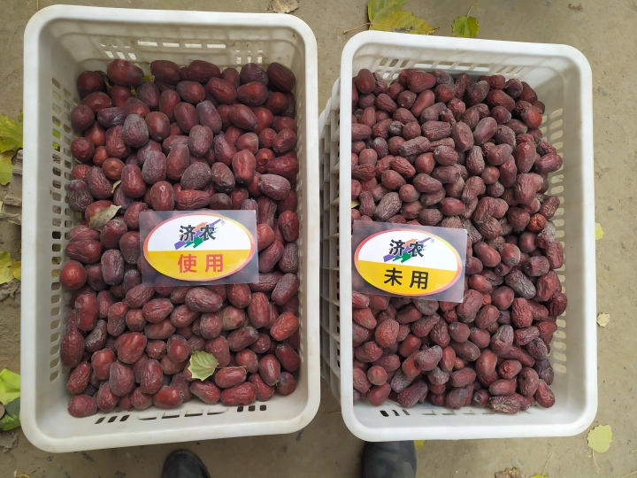 The Effect of Using Jinong Letu with Hotan Red Jujube(图7)