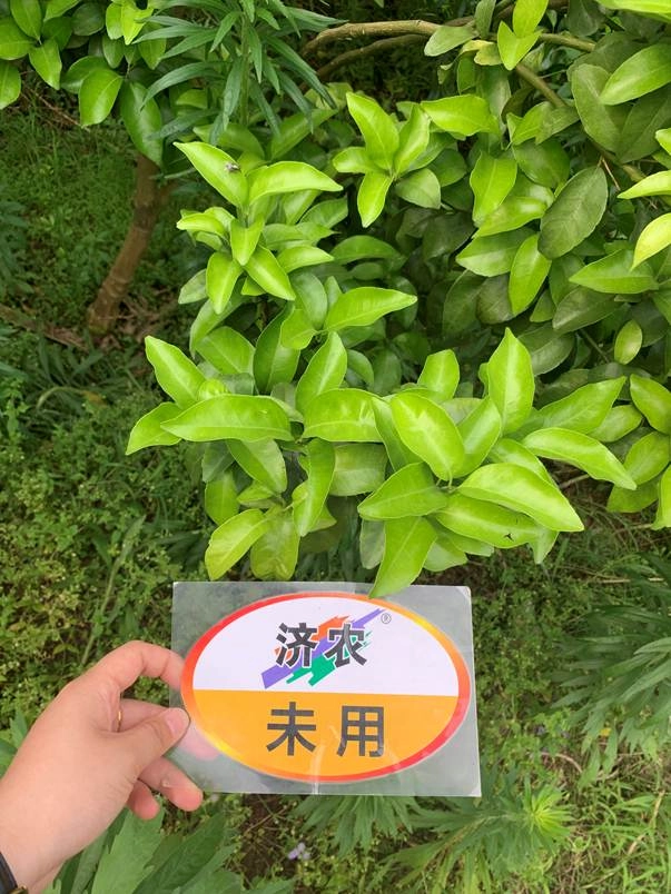 The effect of using Jinong Letu to ripen the spring shoots of Guangxi sugar oranges(图2)