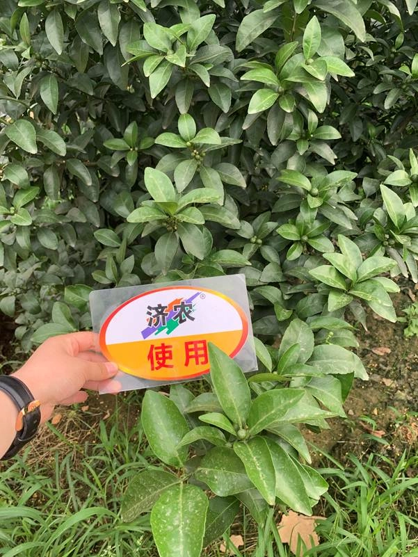 The effect of using Jinong Letu to ripen the spring shoots of Guangxi sugar oranges(图1)