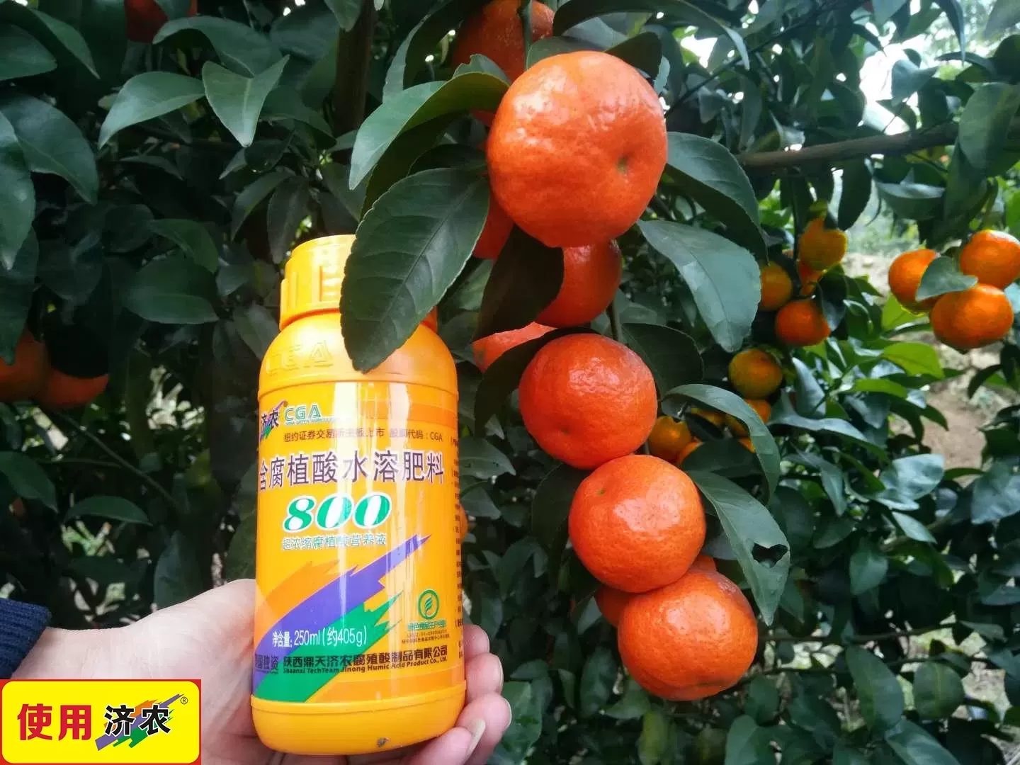 The Effect of Using Jinong 800 Coloring on Guangxi Sugar Orange(图1)