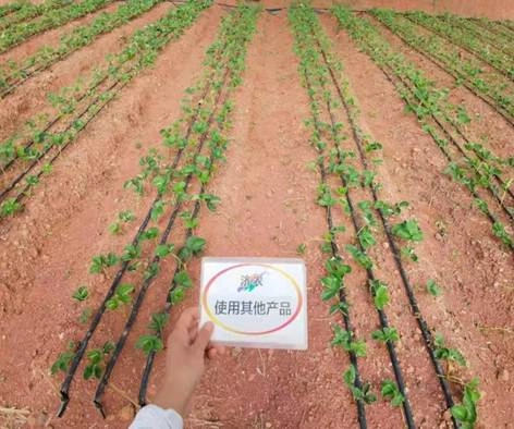 The effect of using Jinong Letu to slow down the seedlings of Yunnan strawberries(图2)