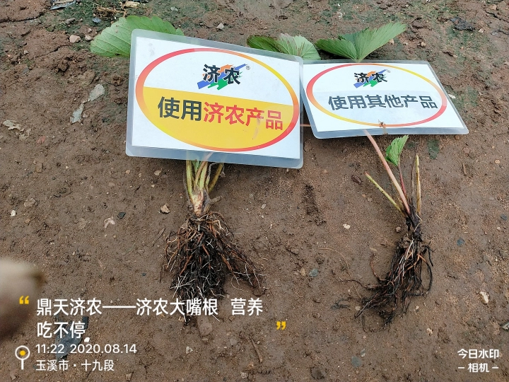 The Effect of Using Jinong Big Mouth Root for Rooting Yunnan Strawberries(图1)