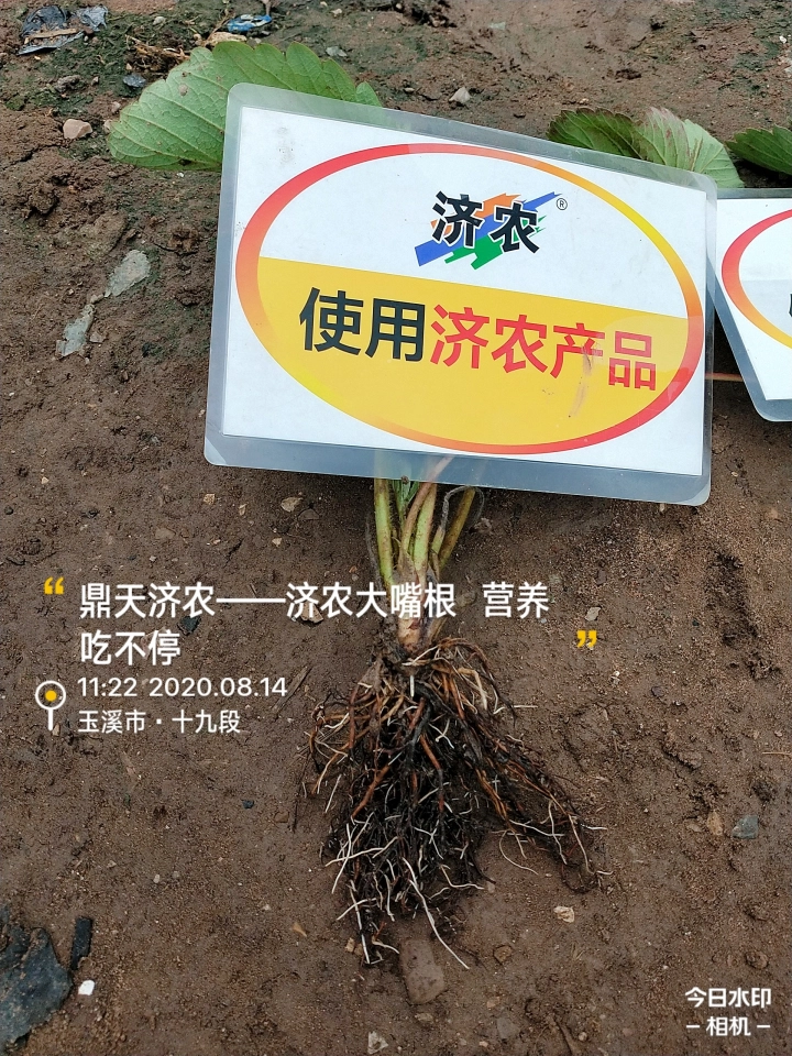 The Effect of Using Jinong Big Mouth Root for Rooting Yunnan Strawberries(图2)