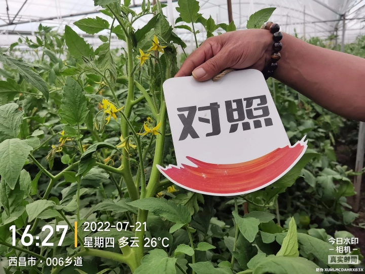 The Effect of Sichuan Tomatoes Using Jinong Letu(图7)