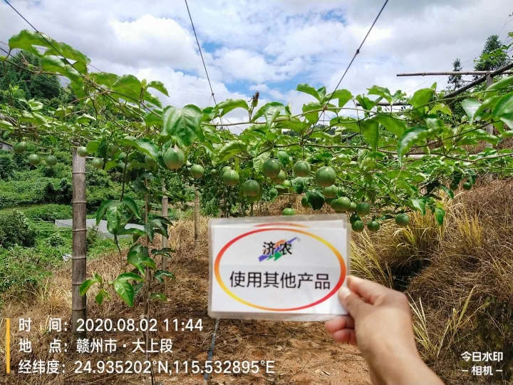 The Effect of Using Jinong 800 for Jiangxi Passion Fruit(图4)