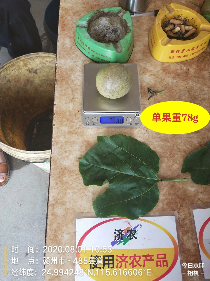 The Effect of Using Jinong 800 for Jiangxi Passion Fruit(图8)