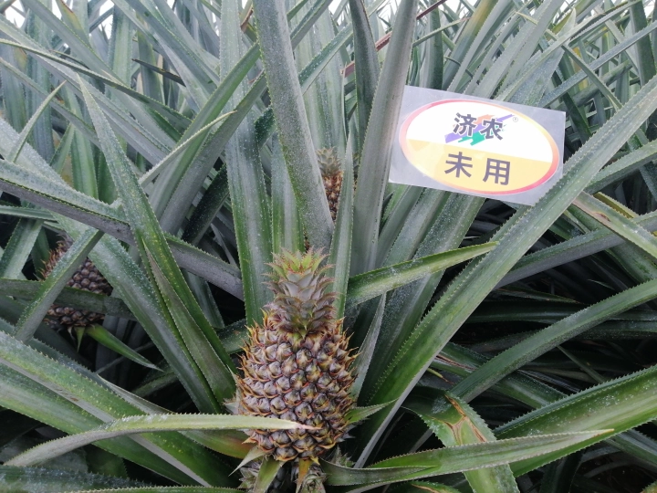 The Effect of Using Pineapple in Jinong Letu by Xu Wen(图2)