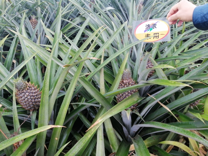 The Effect of Using Pineapple in Jinong Letu by Xu Wen(图6)