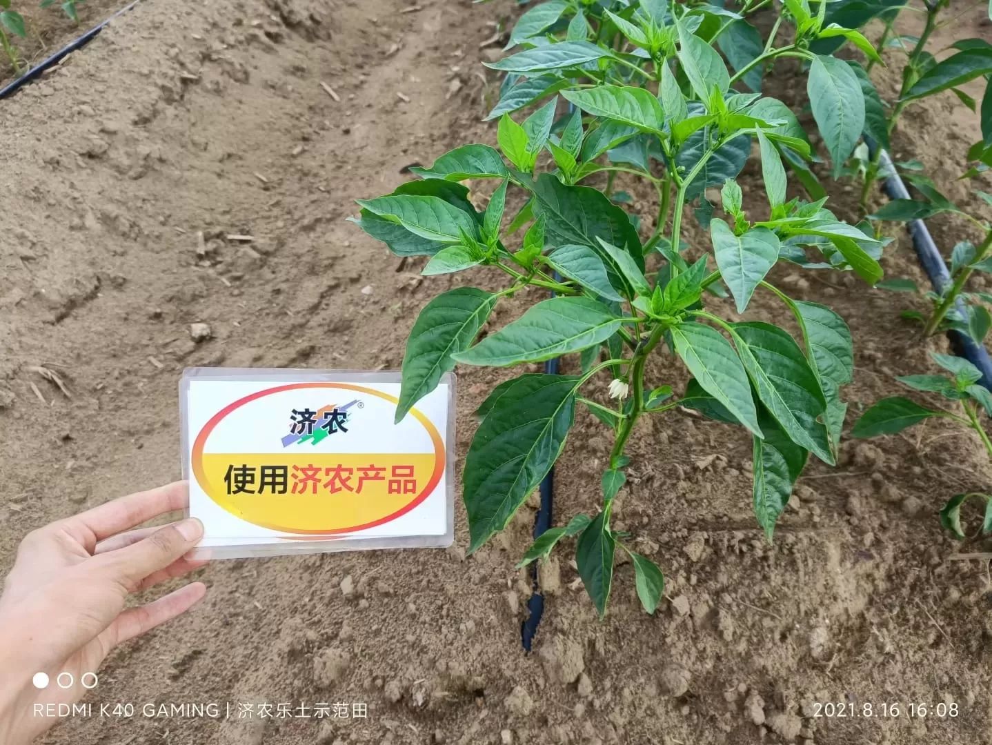 The effect of using Jinong Letu for Guangdong chili peppers 1(图5)