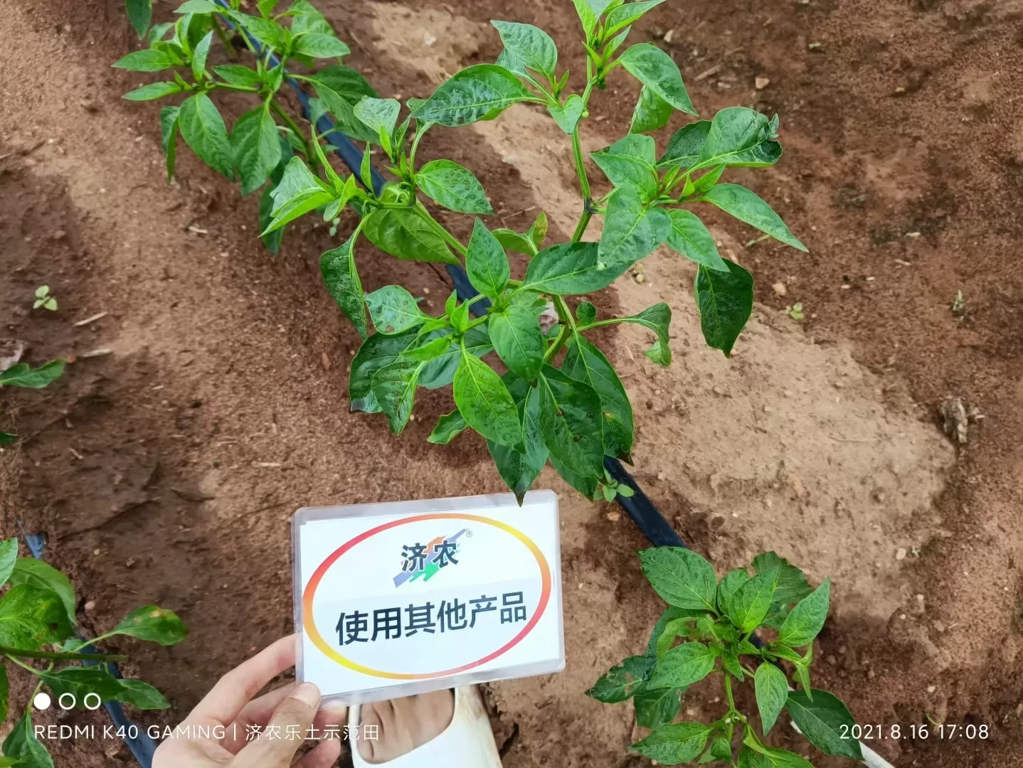 The effect of using Jinong Letu for Guangdong chili peppers 1(图6)