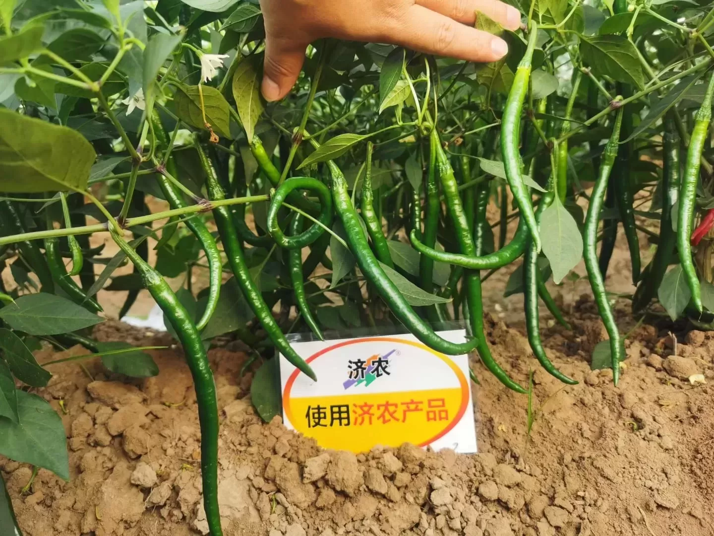 The Effect of Henan Chili Pepper Using Jinong Letu(图1)