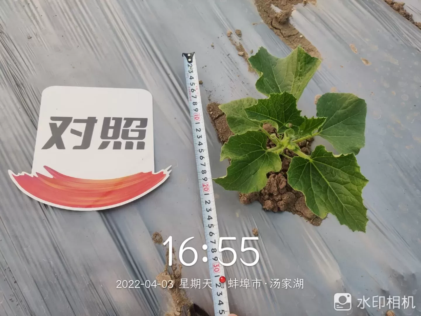 The effect of using Jinong Letu and Jinong Root Qiaoqiao in Anhui gourd(图2)